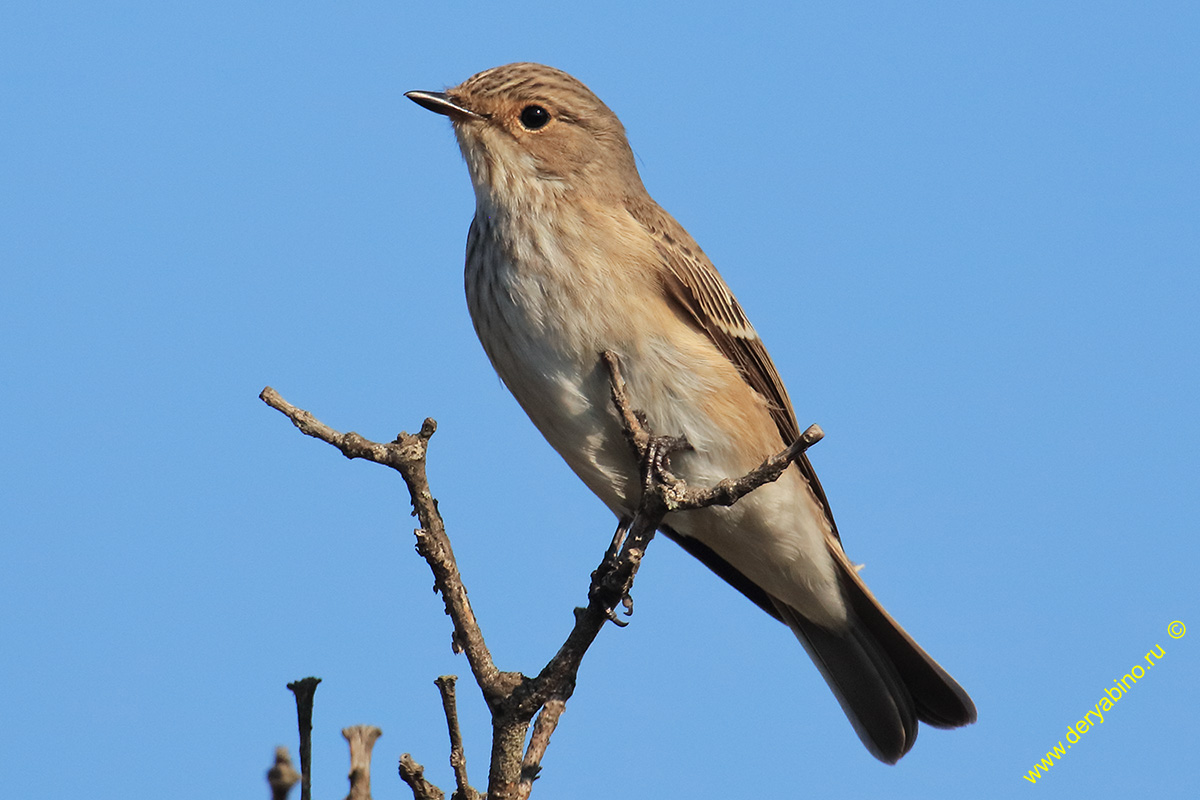   Muscicapa striata Spotted Flycatcher