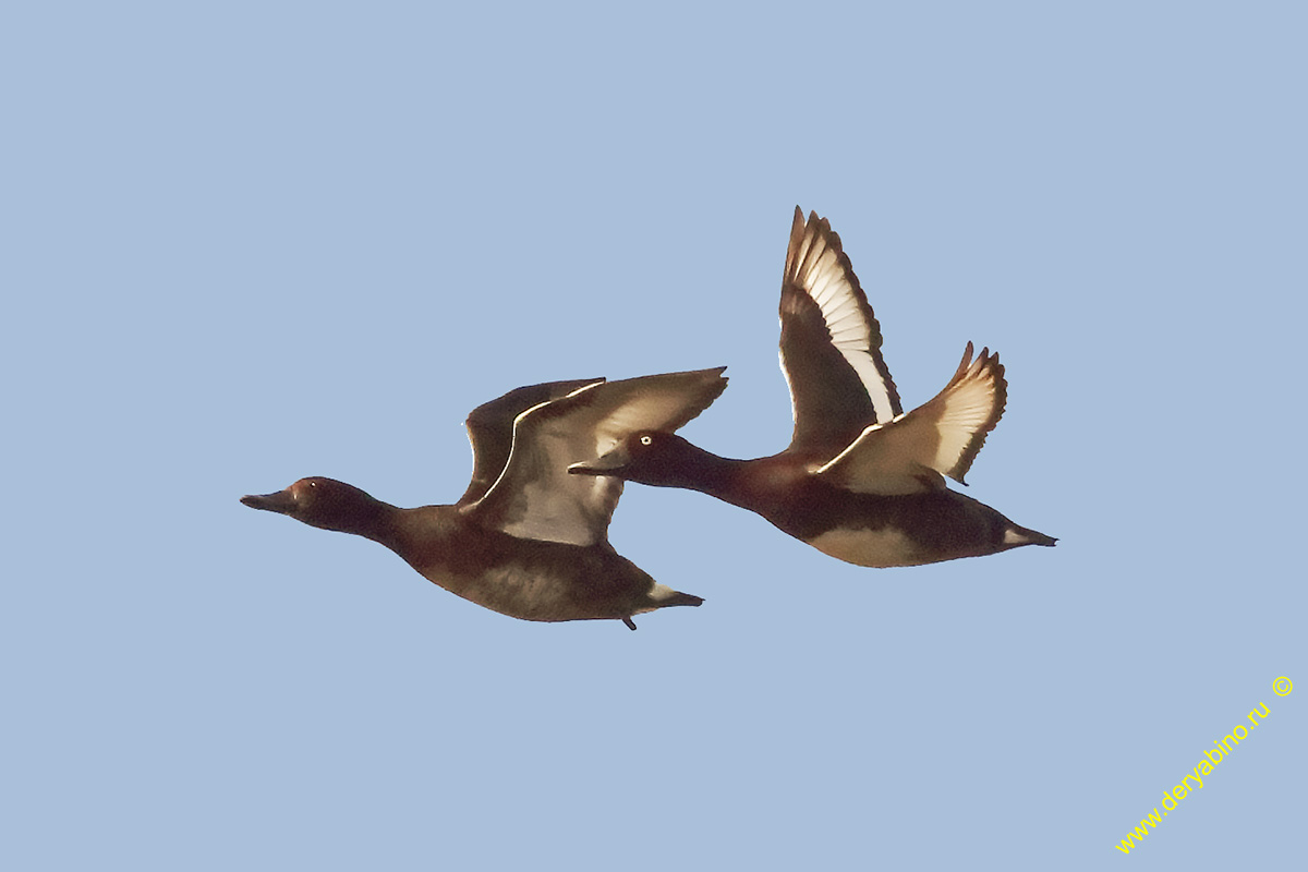   Aythya nyroca Ferruginous duck