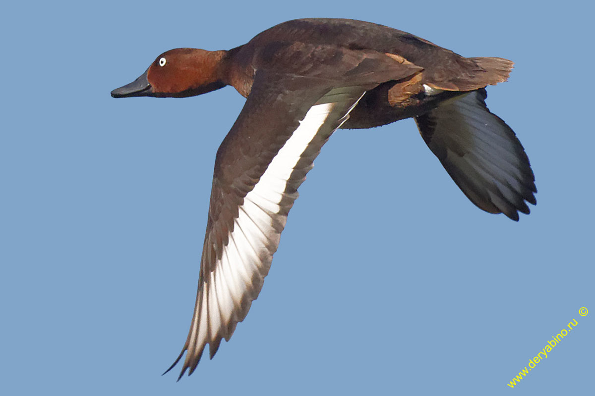   Aythya nyroca Ferruginous duck