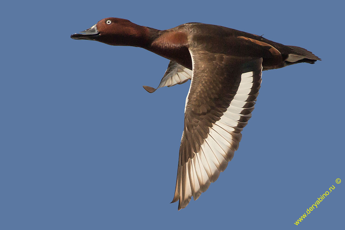   Aythya nyroca Ferruginous duck