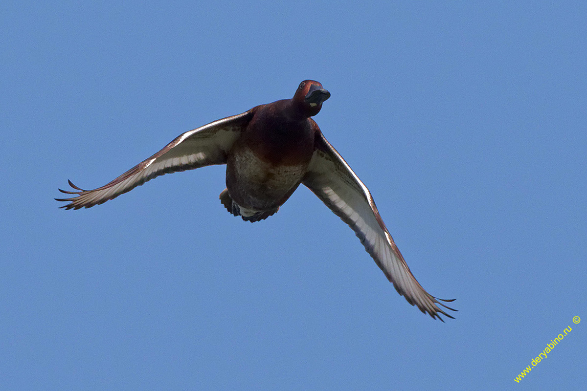   Aythya nyroca Ferruginous duck