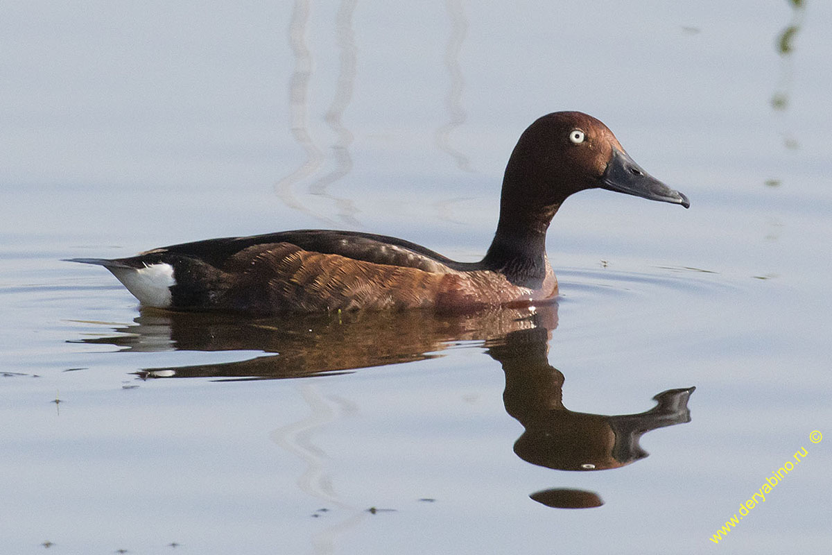   Aythya nyroca Ferruginous duck