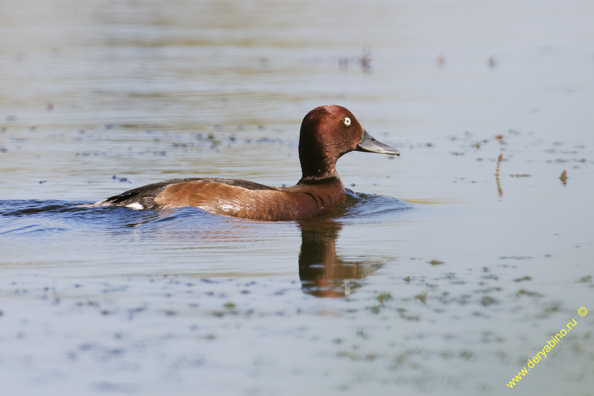   Aythya nyroca Ferruginous duck