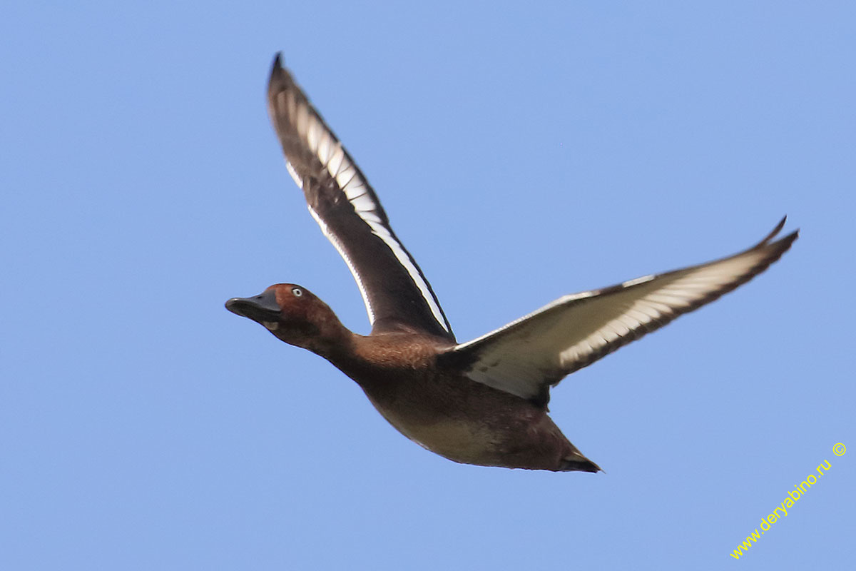   Aythya nyroca Ferruginous duck