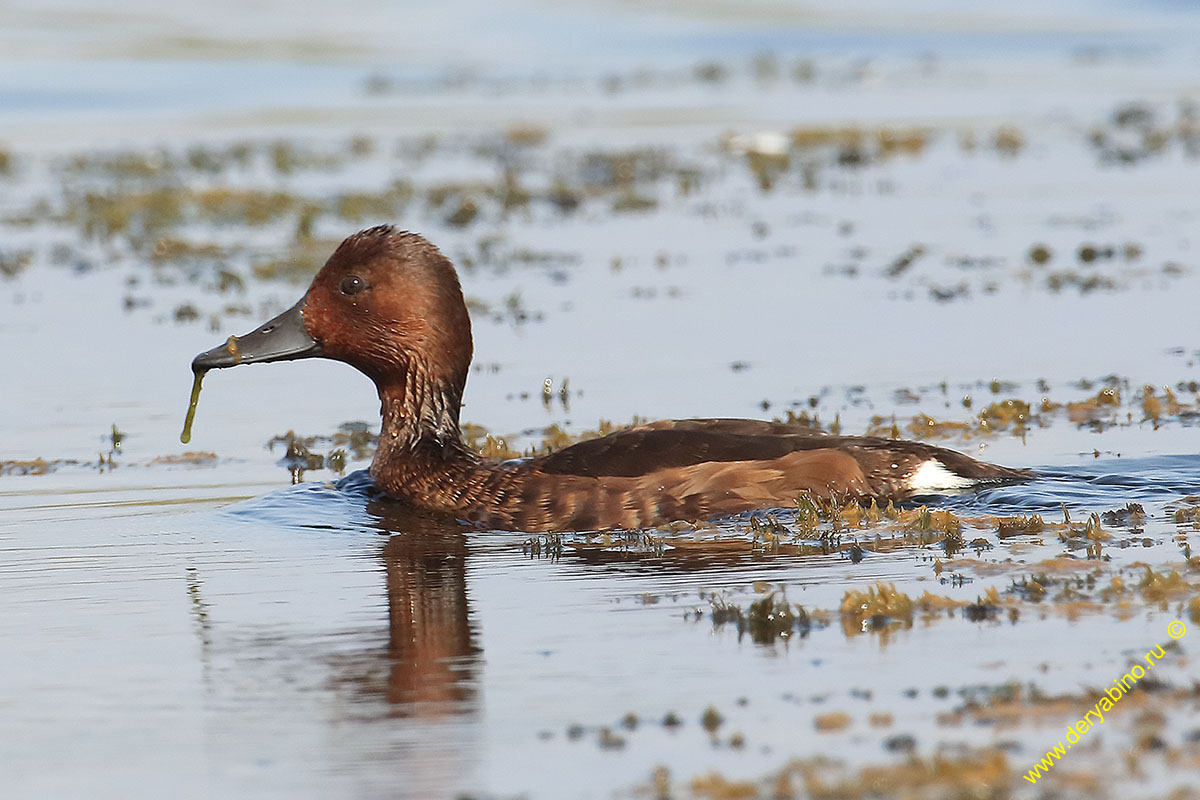   Aythya nyroca Ferruginous duck