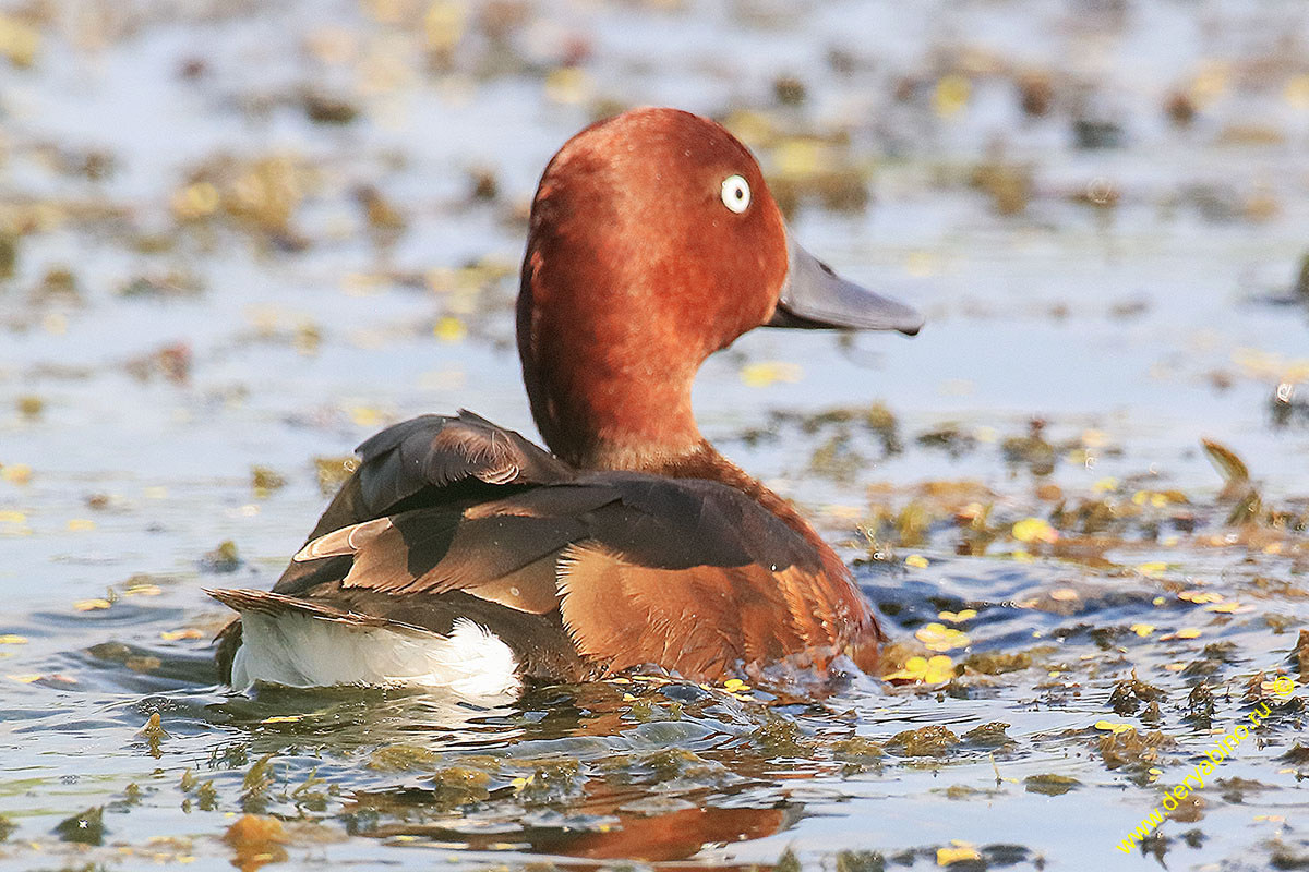   Aythya nyroca Ferruginous duck