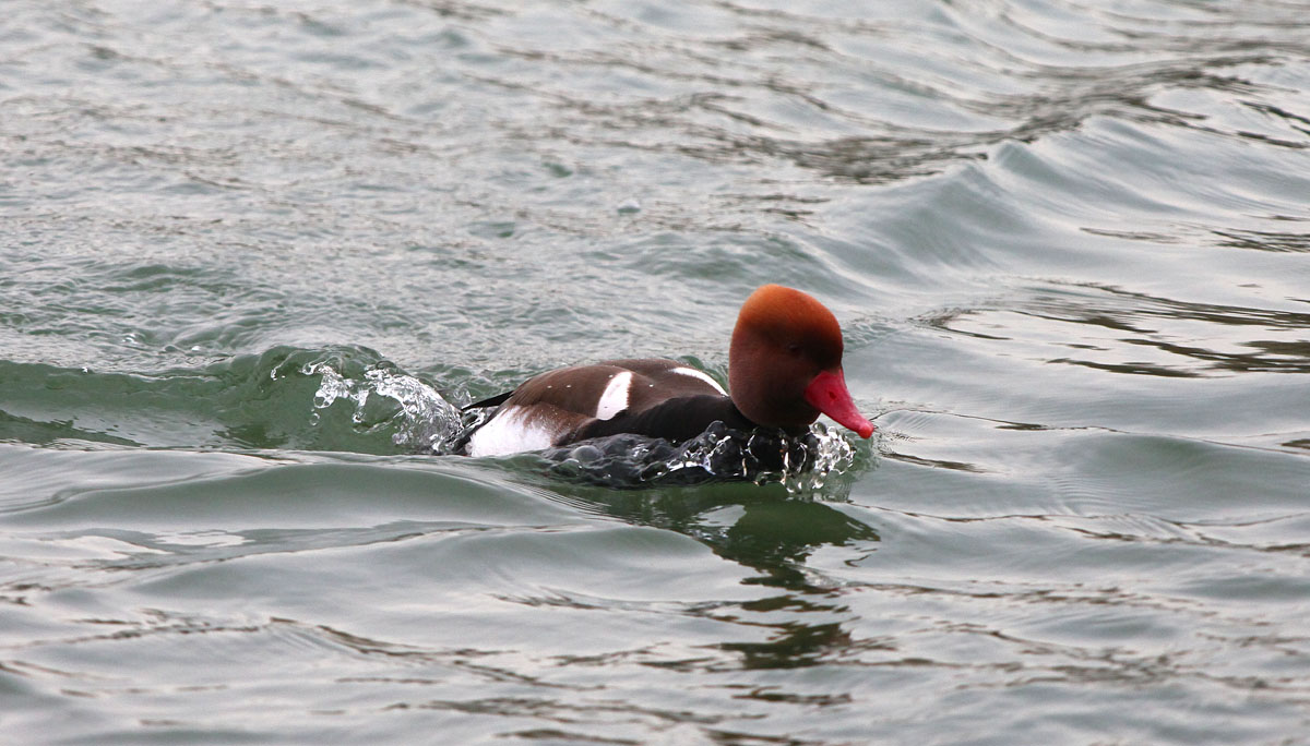   Netta rufina Red-crested Pochard