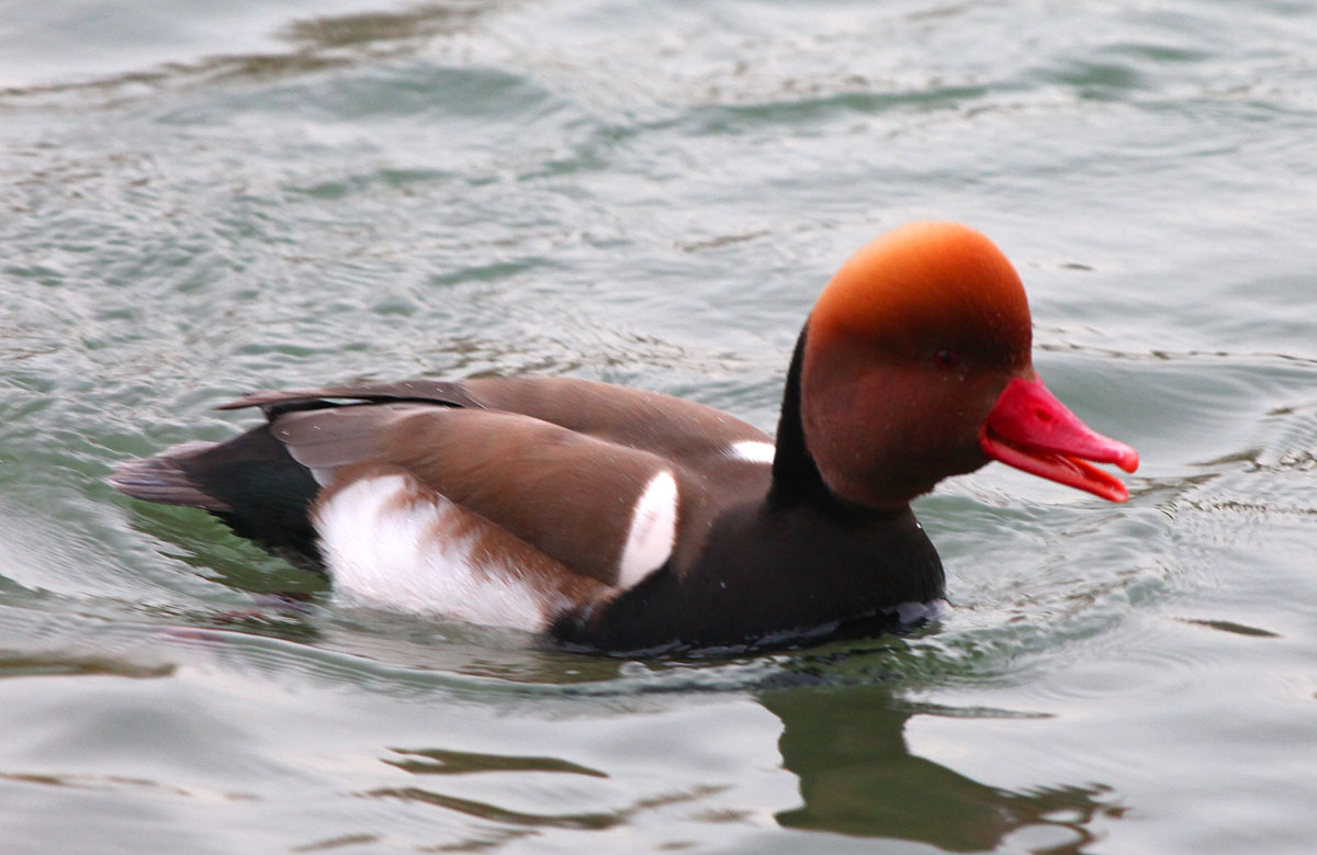   Netta rufina Red-crested Pochard