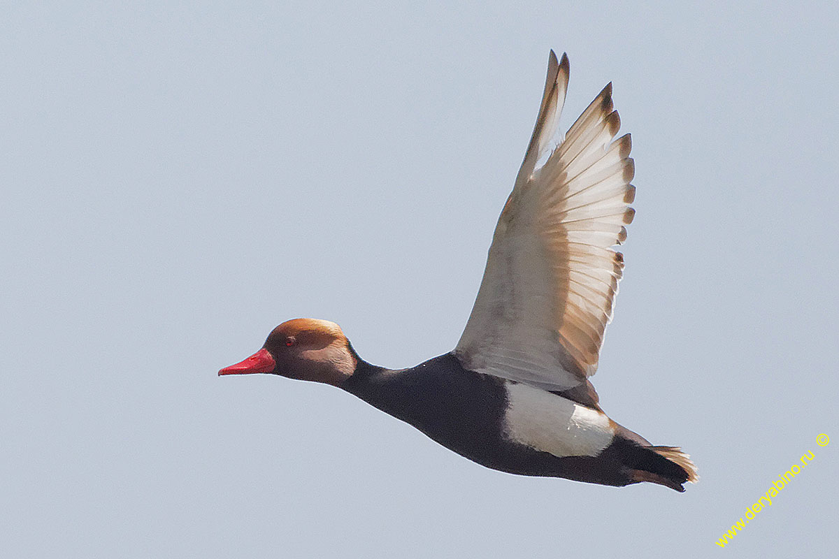   Netta rufina Red-crested Pochard