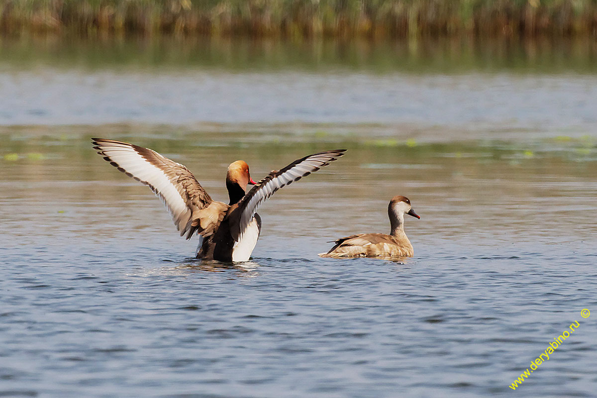   Netta rufina Red-crested Pochard