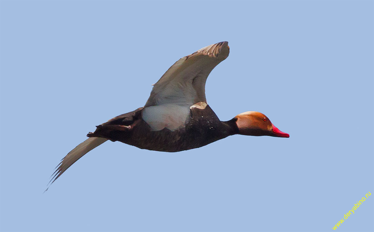   Netta rufina Red-crested Pochard