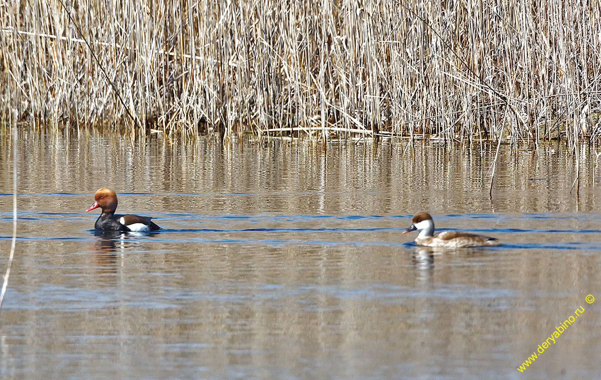   Netta rufina Red-crested Pochard