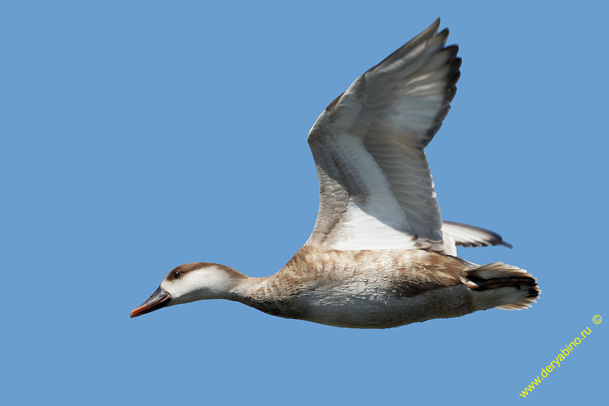   Netta rufina Red-crested Pochard