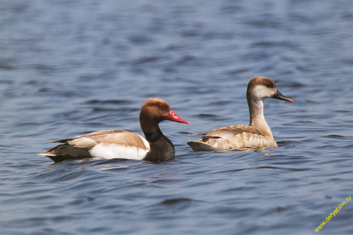   Netta rufina Red-crested Pochard