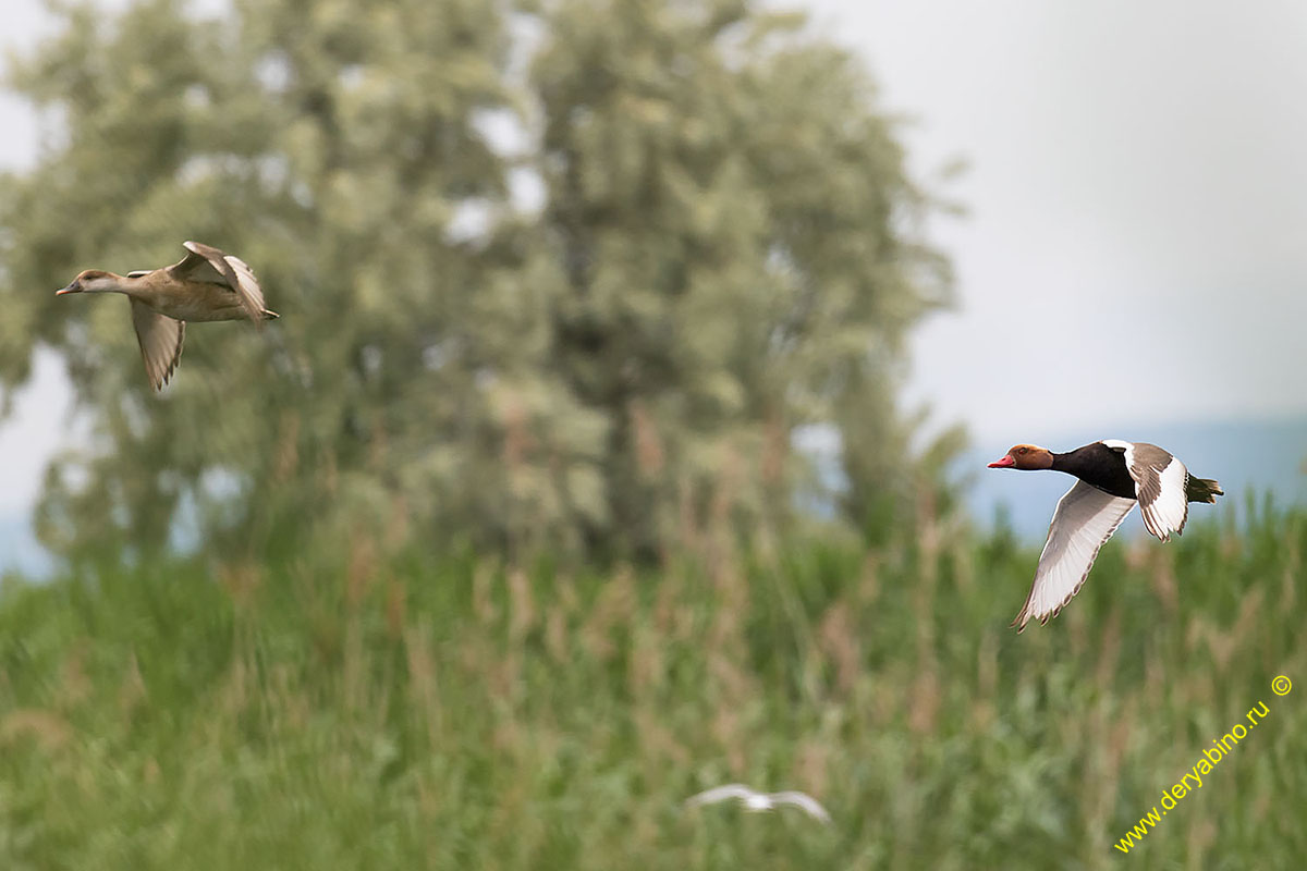   Netta rufina Red-crested Pochard