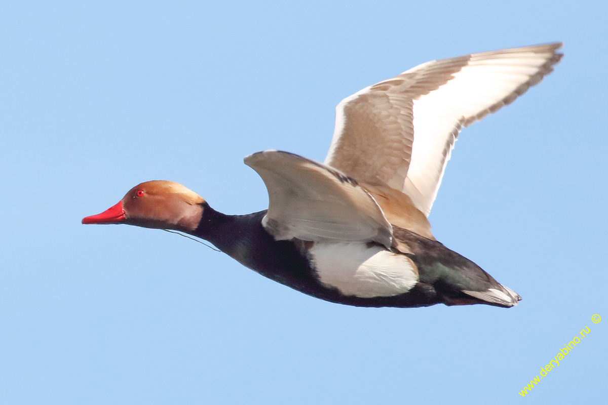   Netta rufina Red-crested Pochard