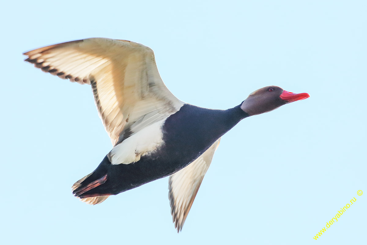   Netta rufina Red-crested Pochard