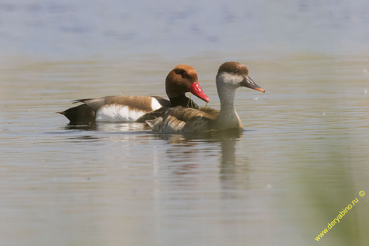   Netta rufina Red-crested Pochard