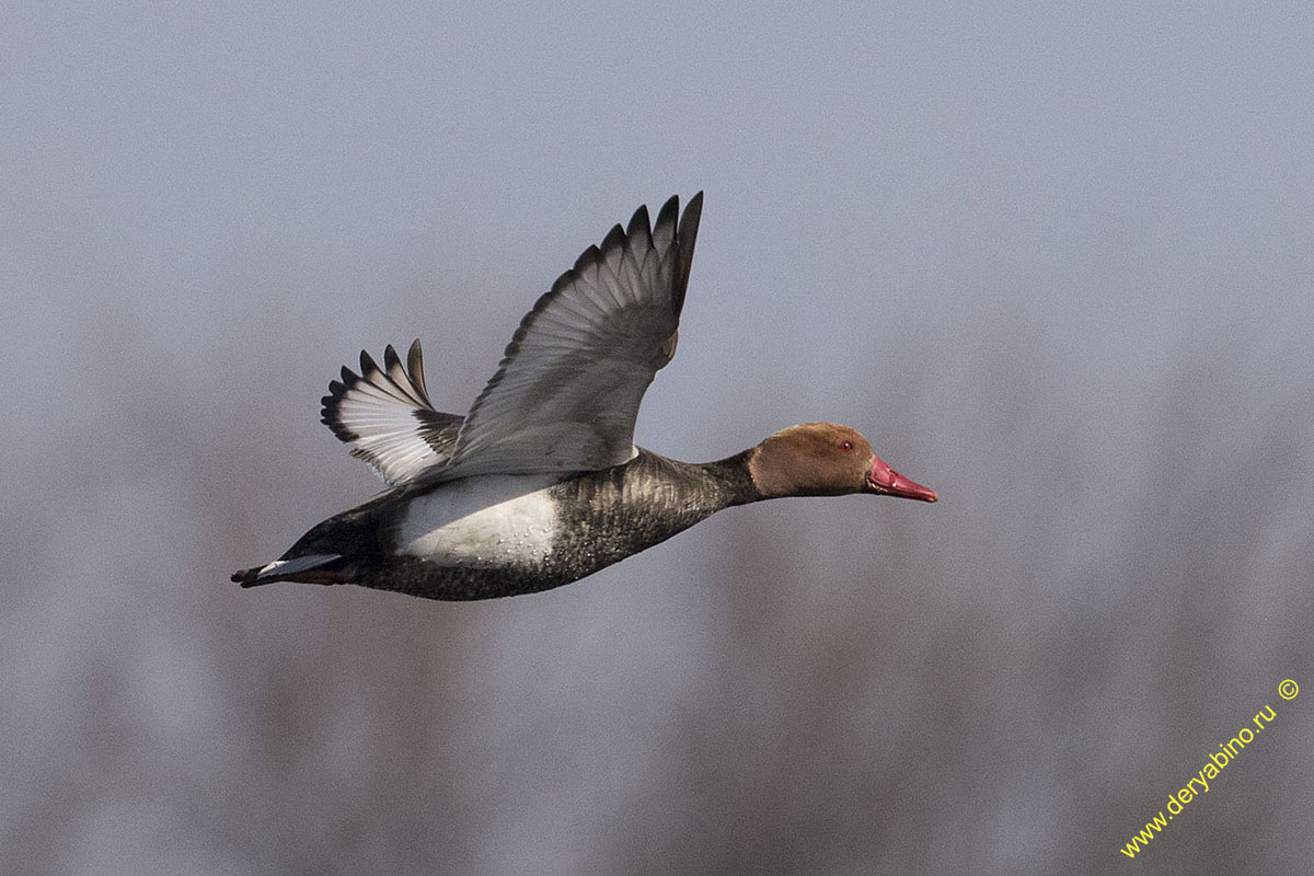   Netta rufina Red-crested Pochard