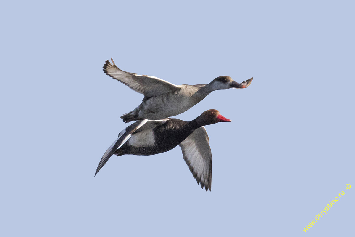   Netta rufina Red-crested Pochard