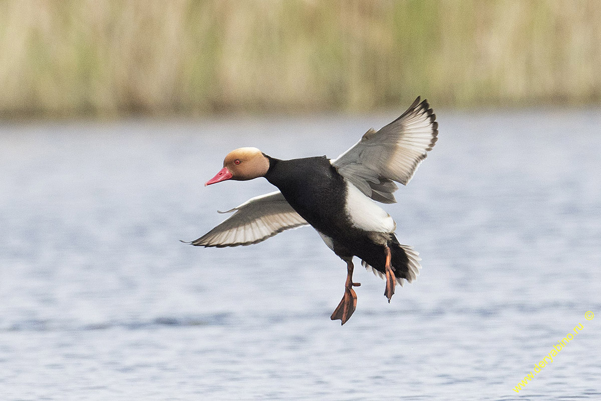   Netta rufina Red-crested Pochard