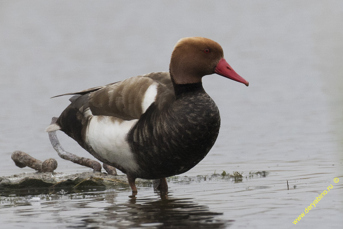   Netta rufina Red-crested Pochard