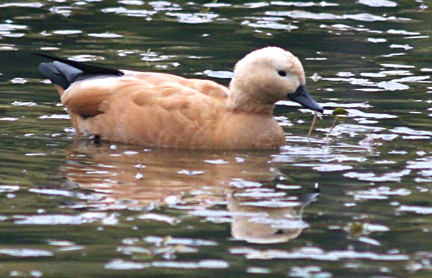  Tadorna ferruginea Ruddy Shelduck