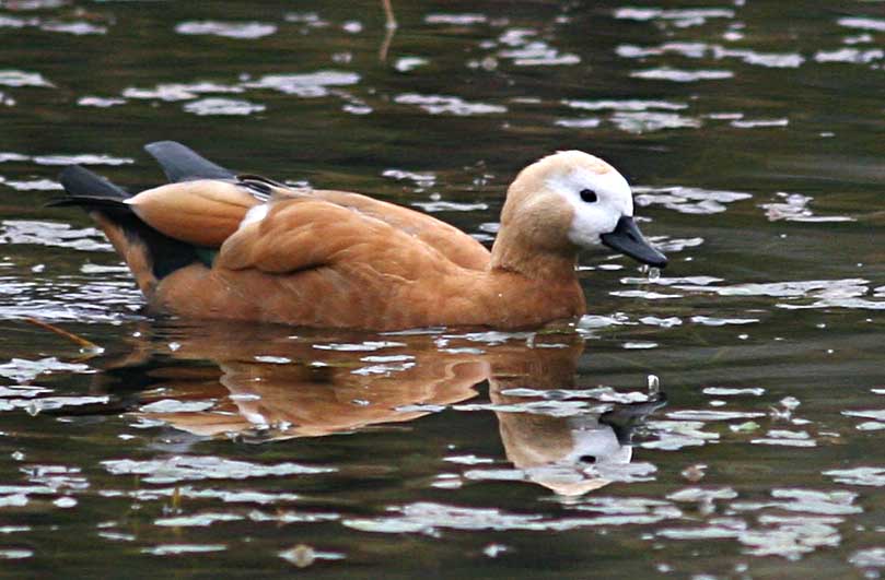  Tadorna ferruginea Ruddy Shelduck