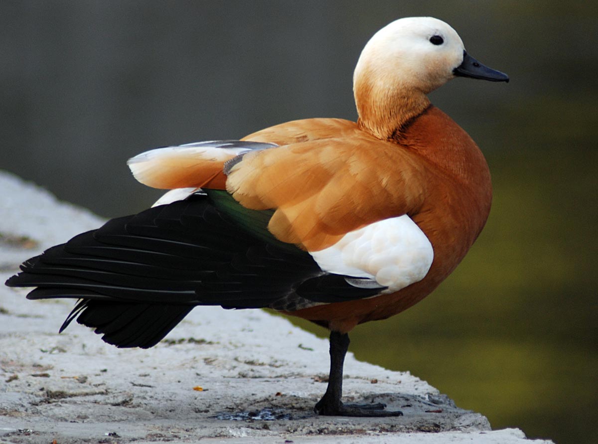  Tadorna ferruginea Ruddy Shelduck