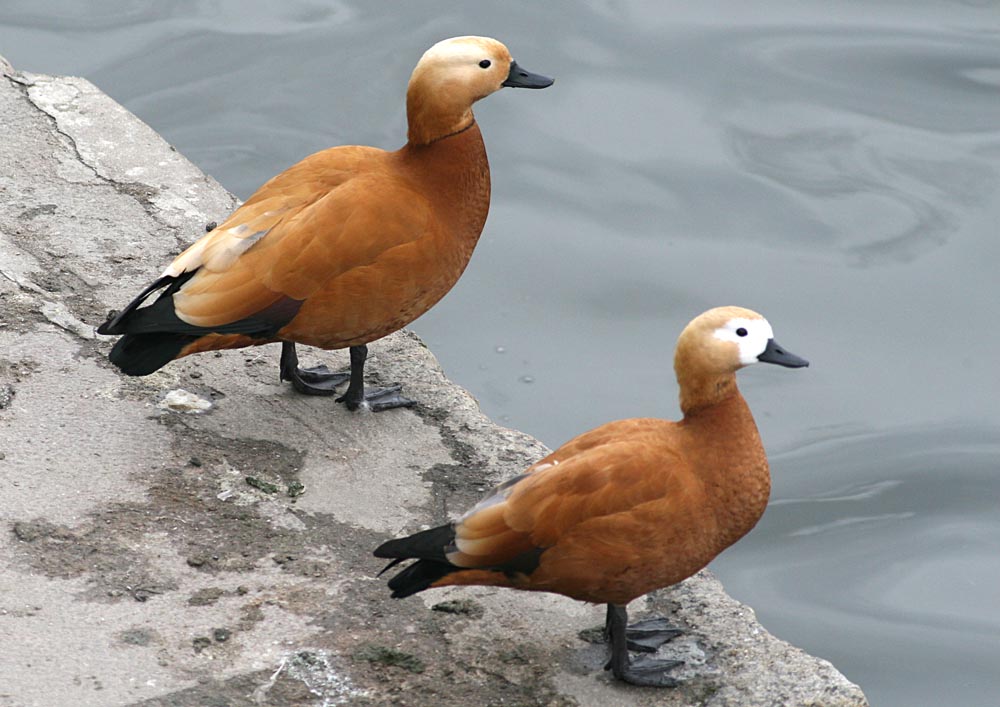  Tadorna ferruginea Ruddy Shelduck