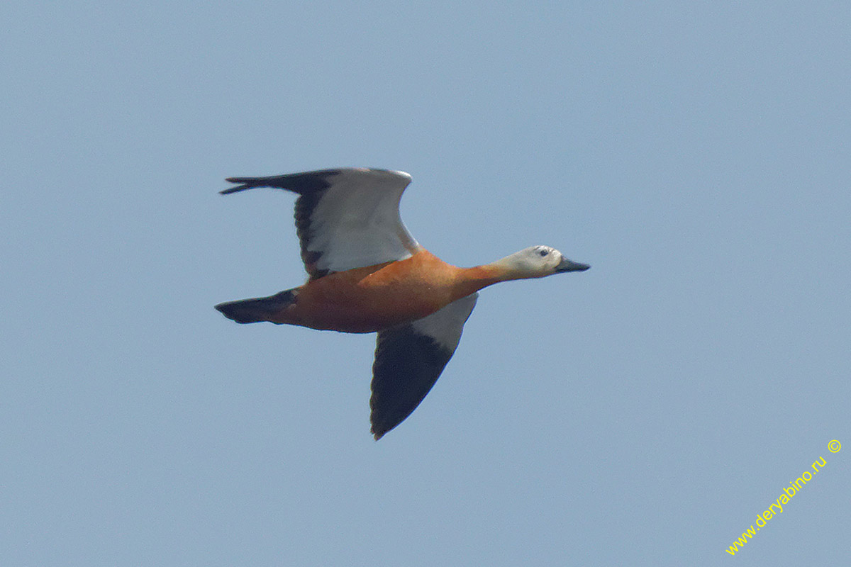  Tadorna ferruginea Ruddy Shelduck