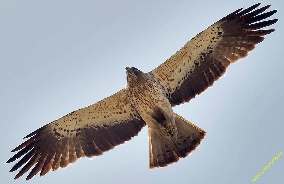 - Hieraaetus pennatus Booted Eagle