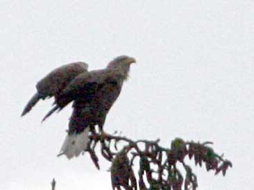 - Haliaeetus albicilla White-tailed Sea Eagle