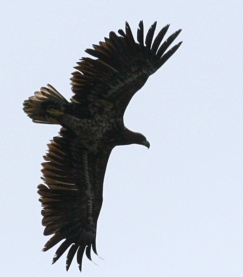 - Haliaeetus albicilla White-tailed Sea Eagle