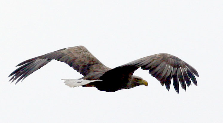 - Haliaeetus albicilla White-tailed Sea Eagle