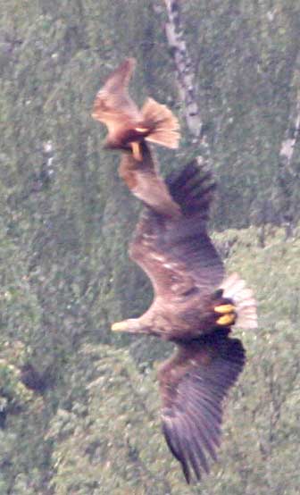 - Haliaeetus albicilla White-tailed Sea Eagle