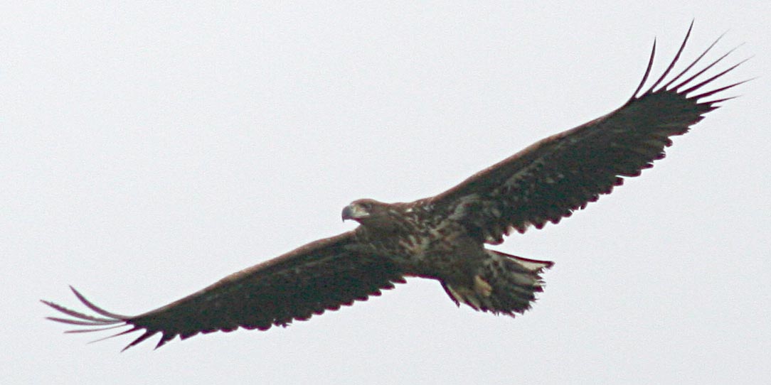 - Haliaeetus albicilla White-tailed Sea Eagle