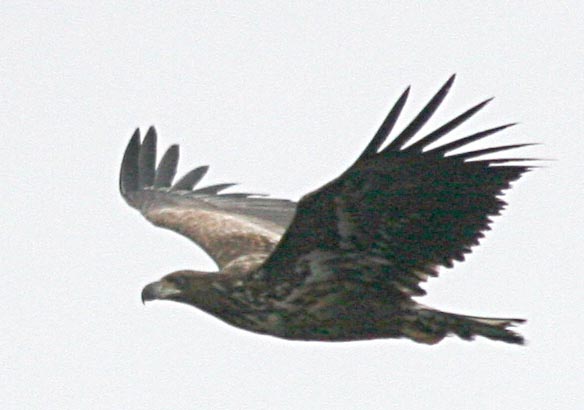 - Haliaeetus albicilla White-tailed Sea Eagle