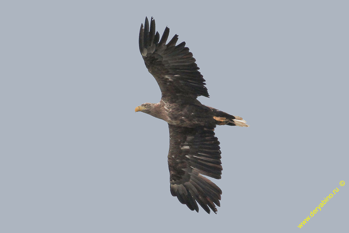 - Haliaeetus albicilla White-tailed Sea Eagle