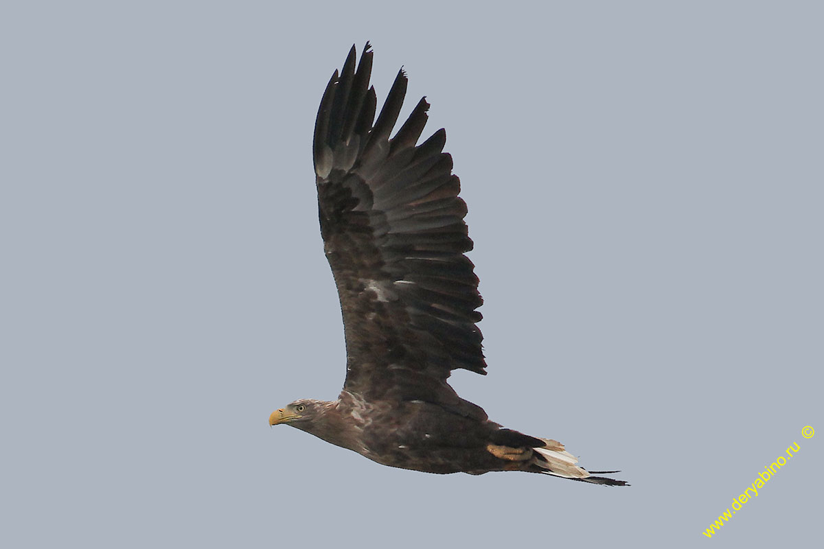 - Haliaeetus albicilla White-tailed Sea Eagle