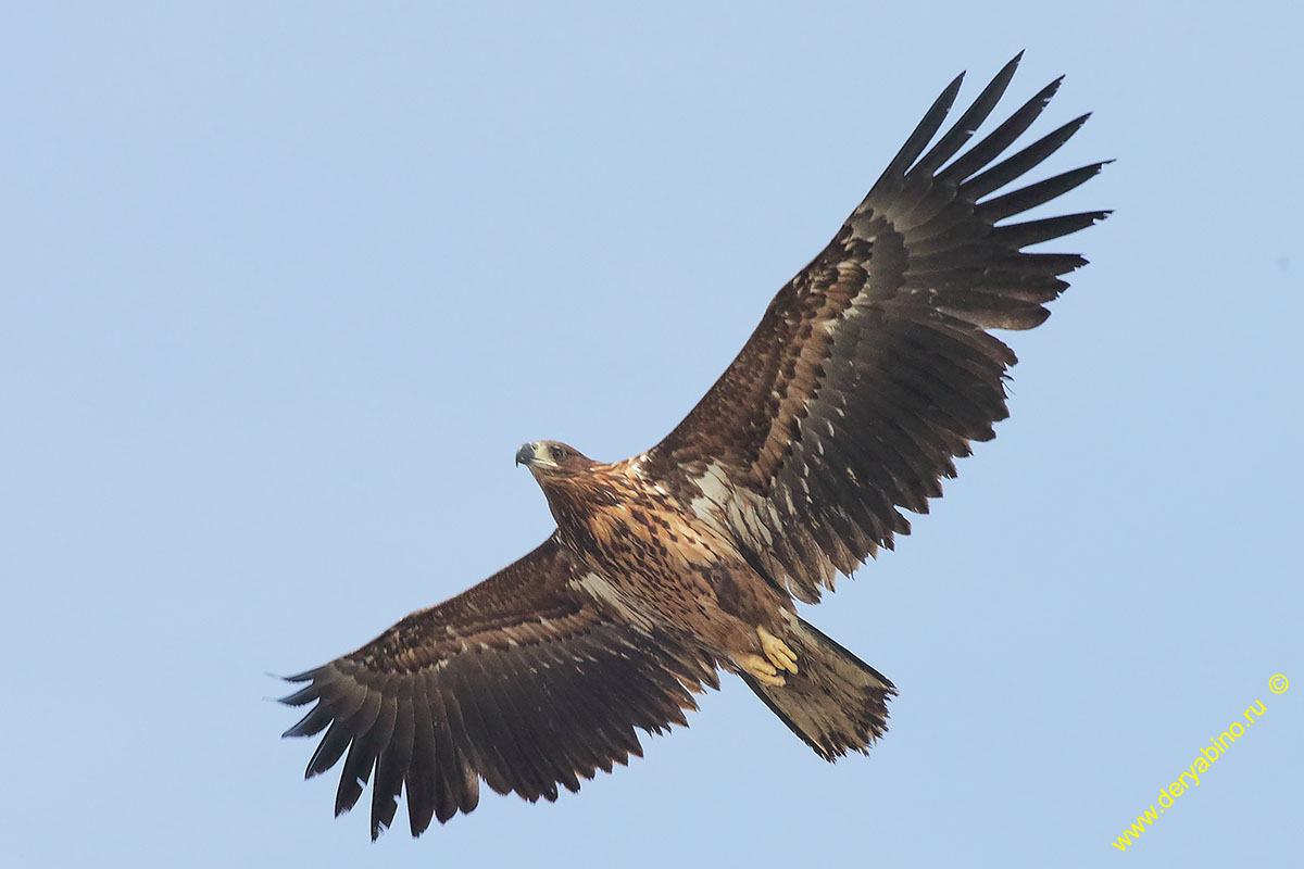 - Haliaeetus albicilla White-tailed Sea Eagle