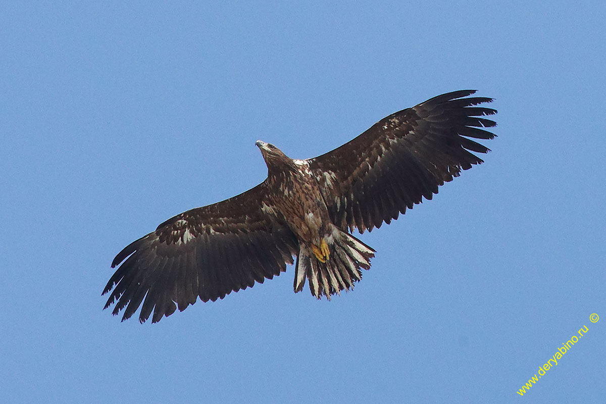 - Haliaeetus albicilla White-tailed Sea Eagle