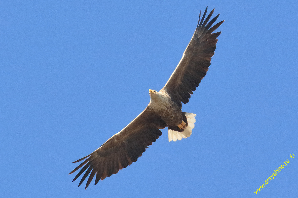 - Haliaeetus albicilla White-tailed Sea Eagle