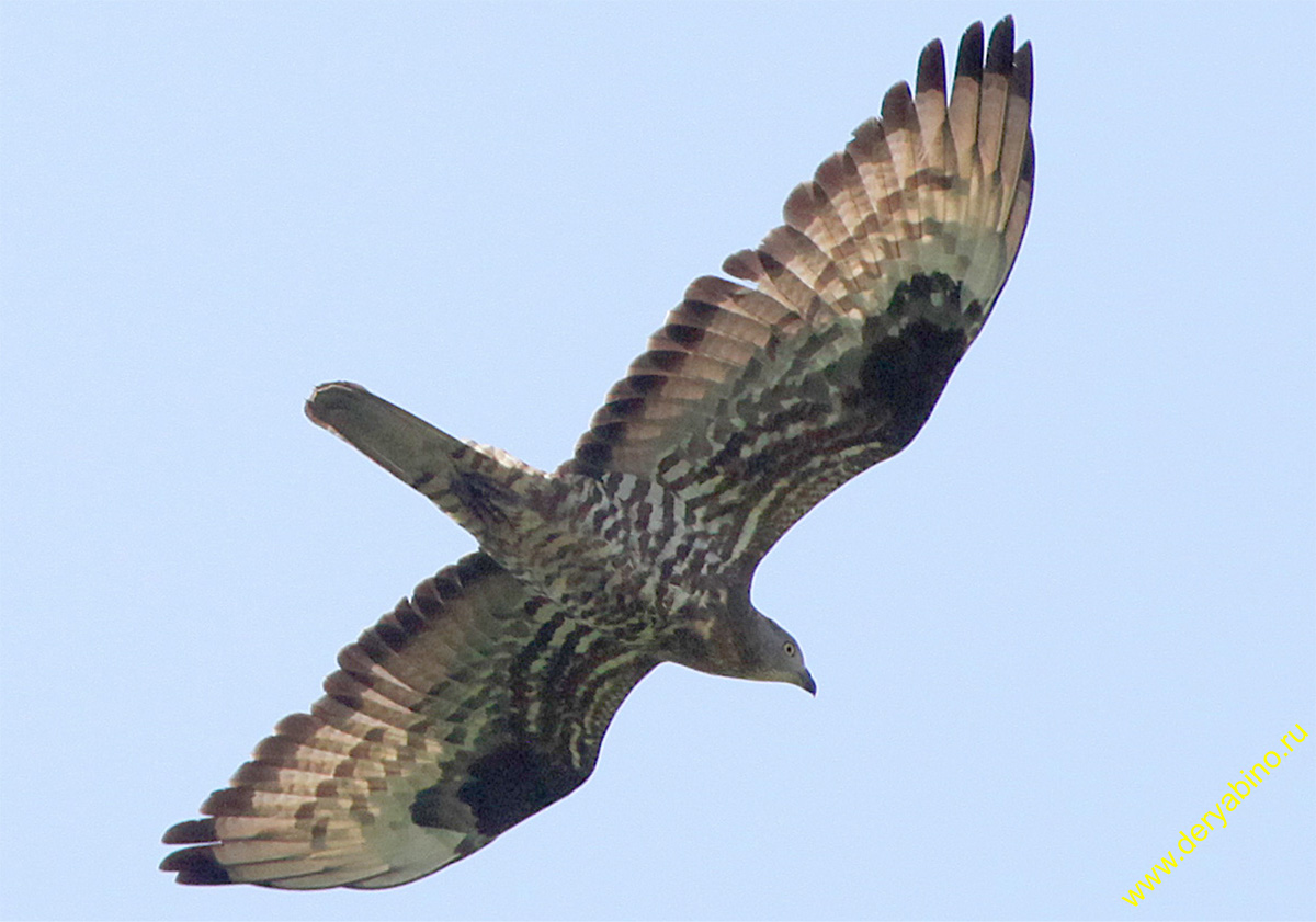  Pernis apivorus European Honey-buzzard