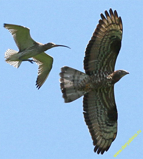  Pernis apivorus European Honey-buzzard