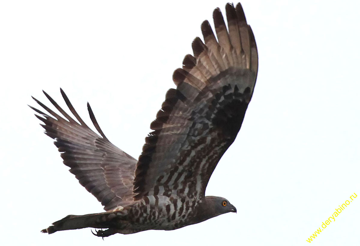  Pernis apivorus European Honey-buzzard