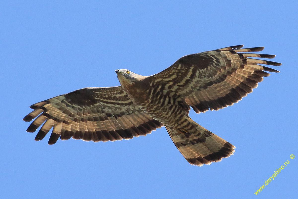  Pernis apivorus European Honey-buzzard