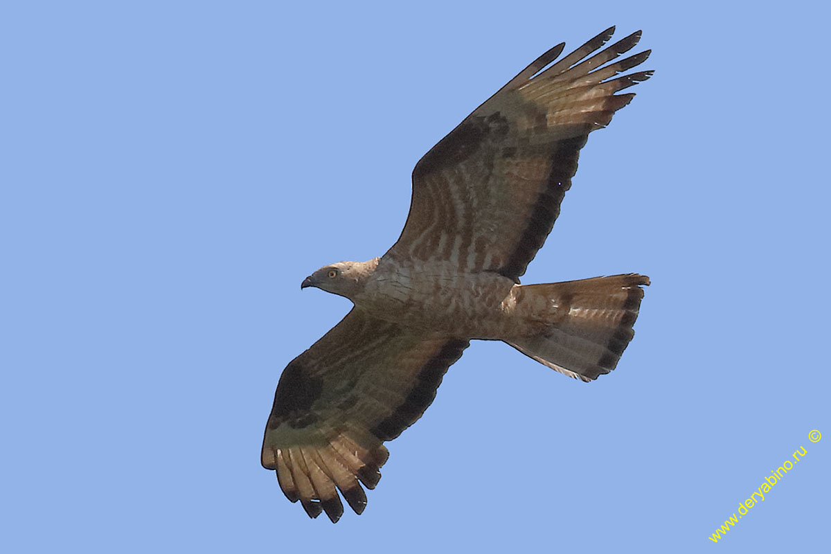  Pernis apivorus European Honey-buzzard