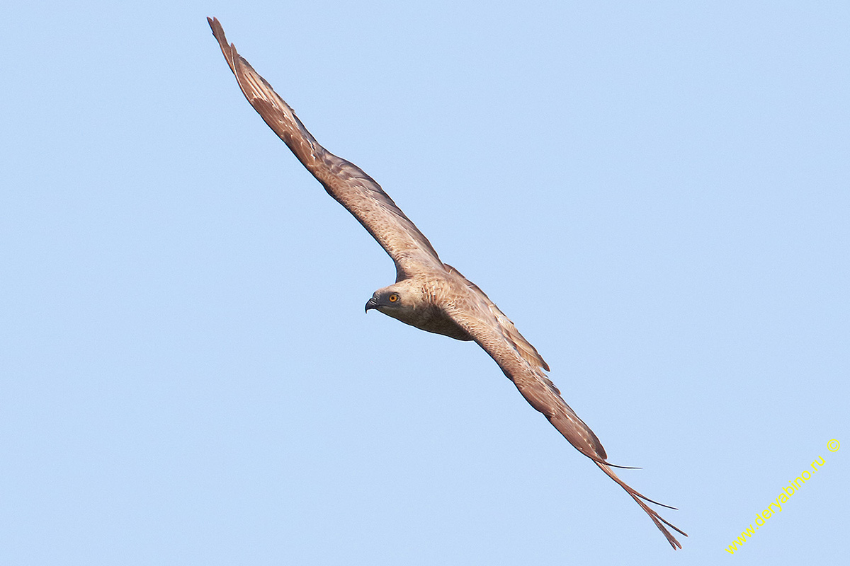  Pernis apivorus European Honey-buzzard