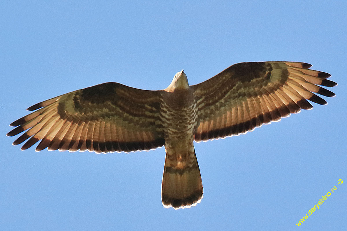  Pernis apivorus European Honey-buzzard